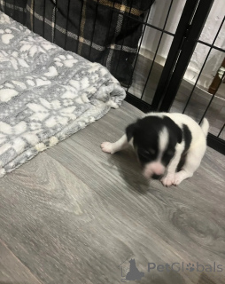 Photo №1. jack russell terrier - à vendre en ville de OSLO | 400€ | Annonce №172384