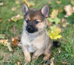 Photo №2 de l'annonce № 164684 de la vente vallhund suédois - acheter à La finlande annonce privée, éleveur