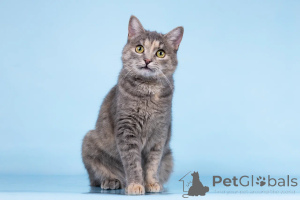 Photo №2 de l'annonce № 164500 de la vente  - acheter à Fédération de Russie de l'abri