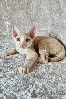 Photo №1. cornish rex - à vendre en ville de Bonne eau | négocié | Annonce № 173243