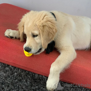 Photo №1. golden retriever - à vendre en ville de Антверпен | 300€ | Annonce №123917