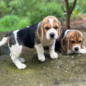 Photos supplémentaires: chiots beagle regardant