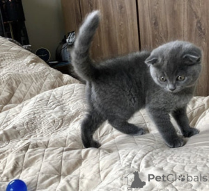 Photo №4. Je vais vendre british shorthair en ville de Berlin. annonce privée, éleveur - prix - négocié