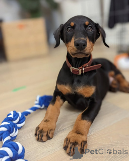 Photo №4. Je vais vendre dobermann en ville de Tirana. annonce privée, éleveur - prix - 800€