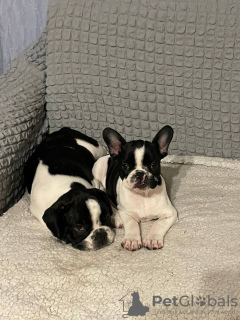 Photo №3. Chiot bouledogue français garçon. Fédération de Russie