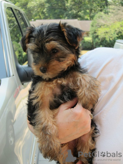 Photo №2 de l'annonce № 117510 de la vente yorkshire terrier - acheter à Italie annonce privée