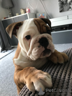 Photo №1. bulldog anglais - à vendre en ville de Getafe | 450€ | Annonce №118671