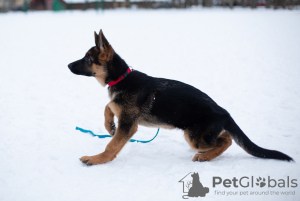 Photos supplémentaires: Chiot berger allemand