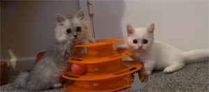 Photo №1. munchkin - à vendre en ville de Beilnngries | 350€ | Annonce № 152932