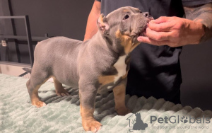 Photos supplémentaires: Chiots American Bully Pocket