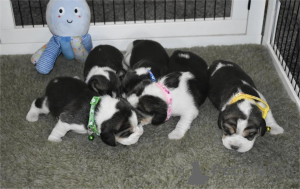 Photo №2 de l'annonce № 153455 de la vente beagle - acheter à Allemagne 