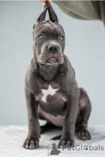 Photo №1. cane corso - à vendre en ville de Kiev | 1600€ | Annonce №163289