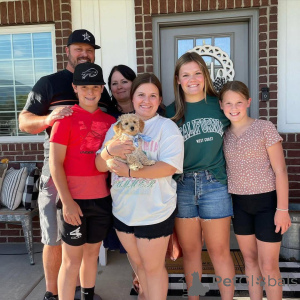 Photo №3. Adorables mini chiots dorés pour adoption. Allemagne