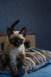 Photo №4. Je vais vendre siamois en ville de Торонто. annonce privée - prix - 1059€