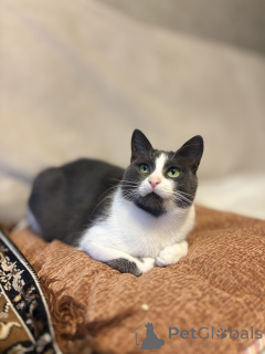 Photo №2 de l'annonce № 156450 de la vente  - acheter à Biélorussie annonce privée