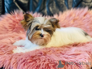 Photo №3. Belle femelle York Merle Bluberry Biewer avec Blue Eye.. Pologne