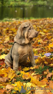 Photo №2 de l'annonce № 13374 de la vente shar pei - acheter à Fédération de Russie annonce privée