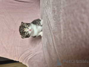 Photo №2 de l'annonce № 135548 de la vente siamois - acheter à Pologne éleveur