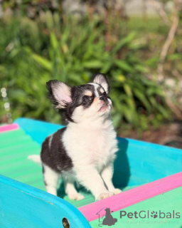 Photo №3. Charmants chiots chihuahua parfaits petits compagnons parfaits. Allemagne