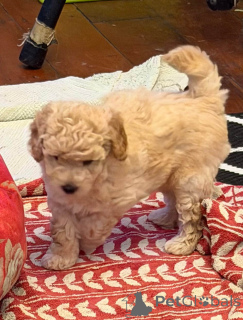 Photo №3. Chiots caniches jouets. USA