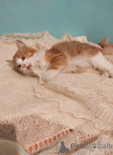 Photo №3. Petya cherche une maison confortable.. Fédération de Russie