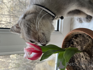 Photo №3. Je donnerai le chat entre de bonnes mains (baku). Azerbaïdjan