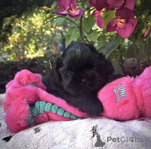 Photo №3. Chiot Shih Tzu disponible. Belgique