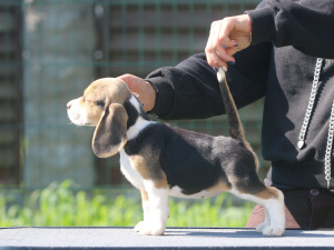 Photo №2 de l'annonce № 2906 de la vente beagle - acheter à Biélorussie de la fourrière