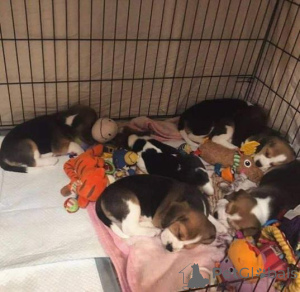 Photo №1. beagle - à vendre en ville de Talsi | négocié | Annonce №159992