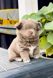 Photo №2 de l'annonce № 138553 de la vente chihuahua - acheter à USA éleveur