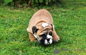 Photo №1. bulldog anglais - à vendre en ville de Arnauti | 600€ | Annonce №85911