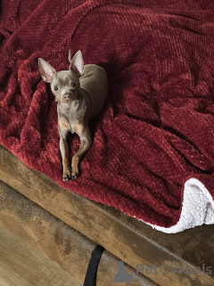 Photo №3. Russe que. Allemagne