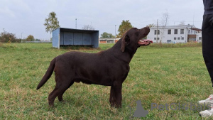 Photo №4. Je vais vendre labrador retriever en ville de Koceljeva. éleveur - prix - négocié