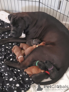 Photo №1. cane corso - à vendre en ville de California | 568€ | Annonce №103379