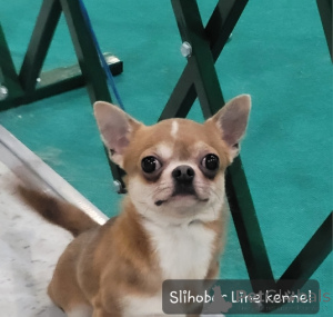 Photo №3. Garçon adulte Chihuahua. Fédération de Russie