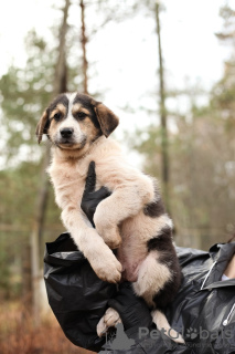 Photo №2 de l'annonce № 103580 de la vente chien bâtard - acheter à Fédération de Russie annonce privée