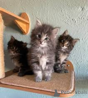 Photo №1. chat des forêts norvégiennes - à vendre en ville de Anvers | 500€ | Annonce № 172694