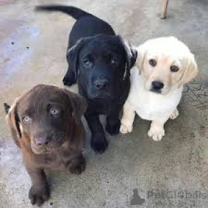 Photo №1. labrador retriever - à vendre en ville de Gheant | 1000€ | Annonce №167082