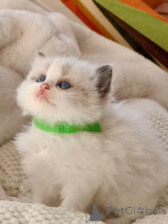 Photo №1. ragdoll - à vendre en ville de Klagénfurt | 350€ | Annonce № 172426