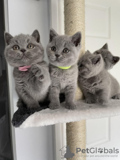 Photo №1. british shorthair - à vendre en ville de Ciney | Gratuit | Annonce № 129692