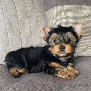 Photo №1. yorkshire terrier - à vendre en ville de Berlin | 550€ | Annonce №163016