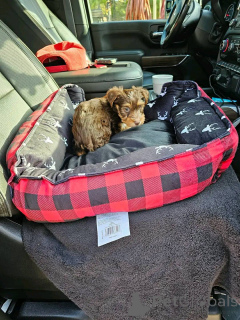Photo №4. Je vais vendre yorkshire terrier en ville de Eckerö. annonce privée - prix - 450€
