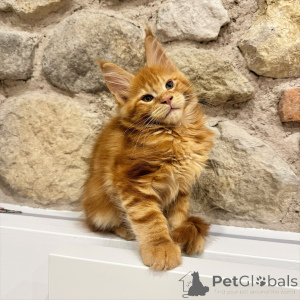 Photo №4. Je vais vendre maine coon en ville de Ostrava. éleveur - prix - négocié