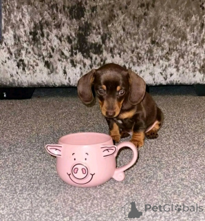 Photo №3. Mini dck-shunds chiots pour adoption. USA