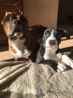 Photo №2 de l'annonce № 25637 de la vente american staffordshire terrier - acheter à Biélorussie annonce privée