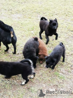 Photo №1. lapphund suédois - à vendre en ville de Berlin | Gratuit | Annonce №126636