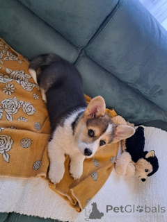 Photo №3. Welsh Corgi Pembroke Tricolore. Serbie