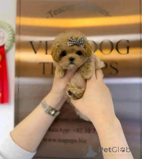 Photo №1. caniche (jouet) - à vendre en ville de Chicago | 425€ | Annonce №138637