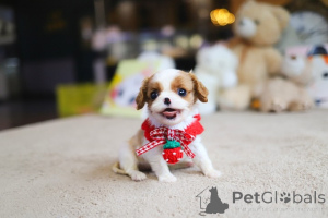 Photo №2 de l'annonce № 167931 de la vente shih tzu - acheter à Andorre éleveur
