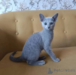 Photo №1. bleu russe - à vendre en ville de Obertshausen | 339€ | Annonce № 177580